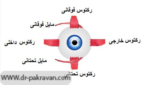 در هر چشم ٦ عضله وجود دارد كه حركات چشم را كنترل مى‌كنند و از خارج به اسكلرا متصل شده‌اند(چشم چپ)
